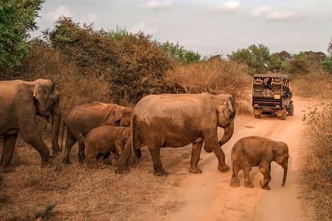 Udawalawe Safari & Waulpane Caving-dagtour vanuit Colombo