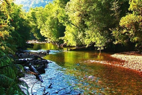 PRIVATE-Hike to Alerce Andino National Park. アレセスの森