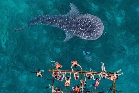 Private Tagestour: Oslob-Walhai + Tumalog-Wasserfälle (Sumilon Island)