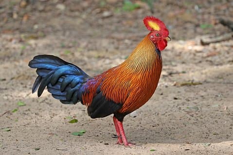 Excursión de un día al Parque Nacional Wilpattu desde Negombo