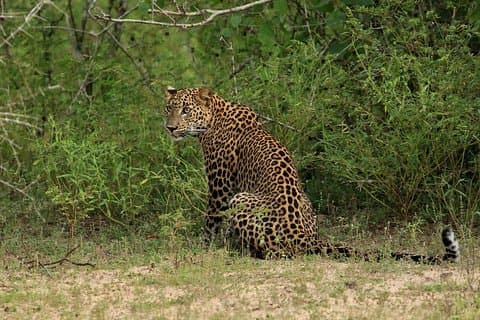 All Inclusive Wilpattu National Park Day Tour från Anuradhapura