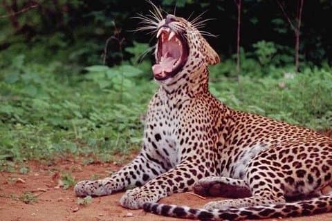 Yala Ganztagestour und Safari von Colombo oder Negombo