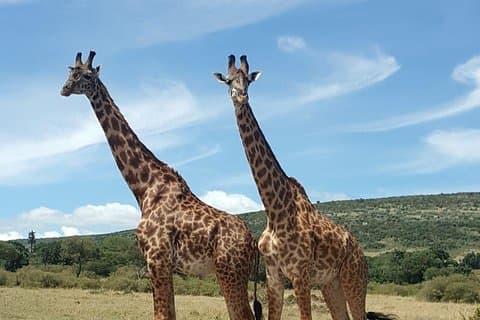 Heldagstur till Amboseli nationalpark