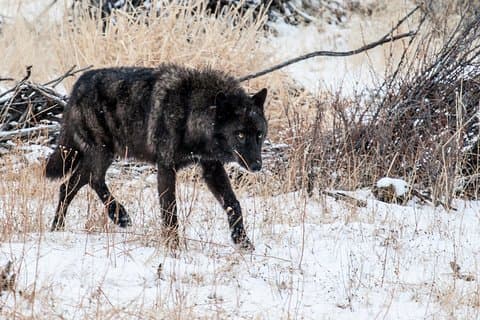 Wildlife & Wolf Private Tour with Lunch