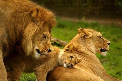 5 giorni: safari a Hluhluwe, Isimangaliso e Drakensberg da Durban