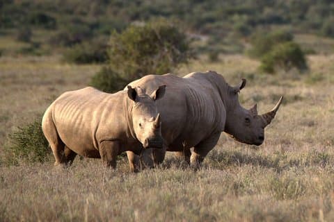 Safari Half-Day - Tala Game Reserve & Phezulu Centre from Durban