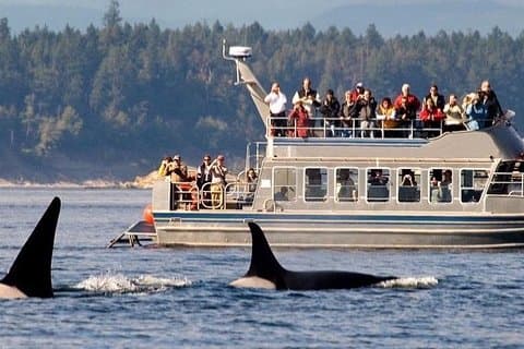 Whale watching tour to Mirissa From Hotels - Galle, Hikkaduwa, Bentota