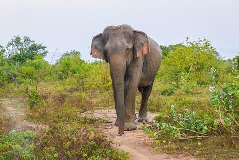 All Inclusive Udawalawa National Park Day Tour From Negombo