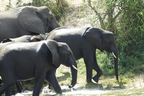 4 dagen Gorilla trekking en wildlife-ervaring