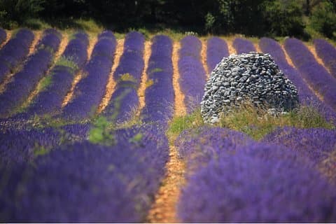 Half Day Lavender Road i Sault fra Avignon