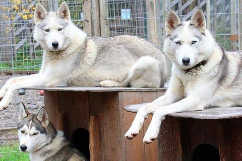 Sommer: Besøg Reindeer Farm & Husky park