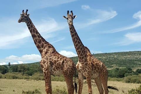 Day trip to Lake Nakuru National Park from 0600hrs(am) to 1900hrs(pm).