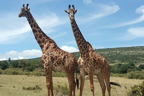 Lake Nakuru National Park,Lake Naivasha & Crescent Island Day Tour.