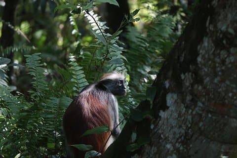 Jozani-Wald