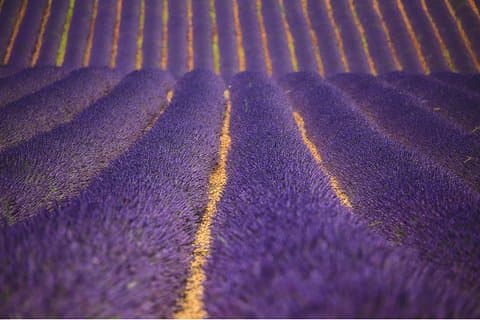 Full Day Ocean of Lavender in Valensole from Avignon