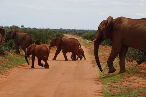 Natten over safari til Tsavo øst, mød den røde elefant i Tsavo øst