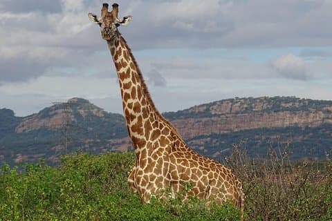 2 noches Tsavo West Ngulia Safari Lodge y Tsavo East Voi Safari Lodge