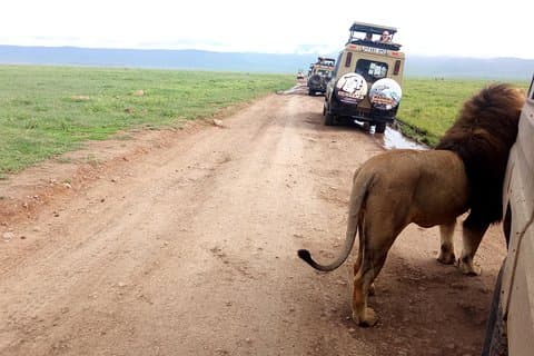 5 - Day Classic Lodge Safari : Manyara, Serengeti & Ngorongoro