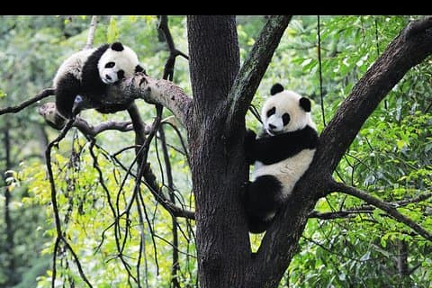 Tour di un giorno classico di Chengdu nel centro di ricerca e allevamento di Panda e Buddha gigante
