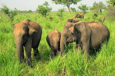 Safari nel Parco Nazionale Udawalawe dagli hotel Beruwala