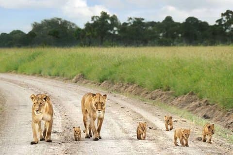 Parco nazionale di Nairobi, centro della giraffa e fabbrica di perline