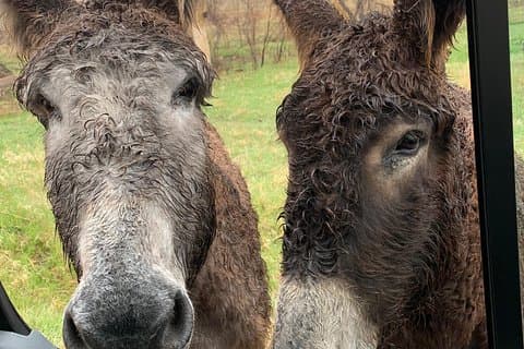 Safari ed escursione privati al Custer State Park