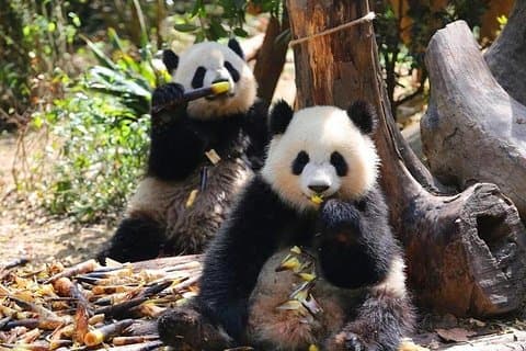 Private Chengdu Panda Base und Tagestour durch das Sichuan Cuisine Museum