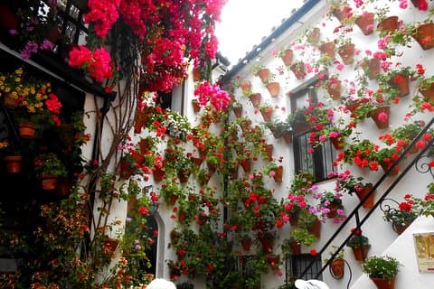 Ontdek de Patios de Córdoba: rondleiding