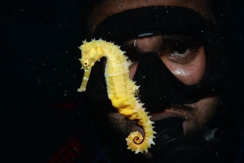 Mergulho noturno certificado em terra - um mergulho
