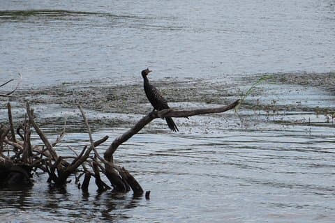 Zambezi River Bird watching