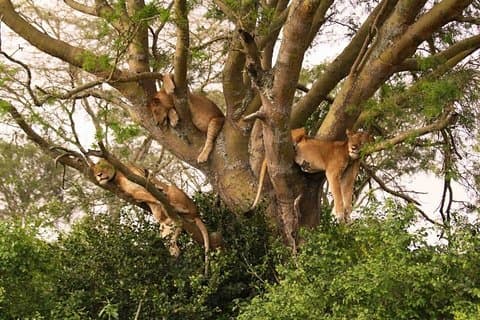 Tarangire, Serengeti und Ngorongoro Krater