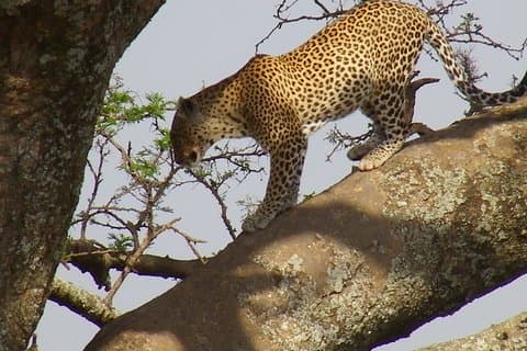 Jambo Jambo camping 3 Days Safari