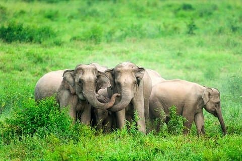 Se på elefanter og dyreliv i Kuiburi National Park - Privat eftermiddagstur