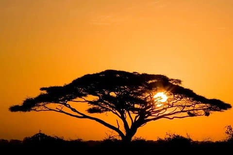 4 jours Masai Mara et le lac Nakuru
