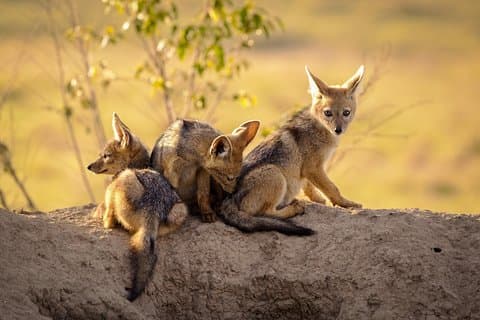 3-tägige Tansania-Safari – Tarangire und Ngorongoro-Krater