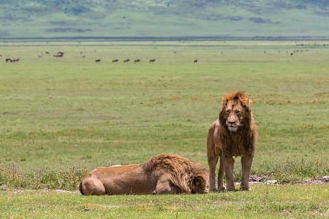 Safari de 4 días en Tanzania