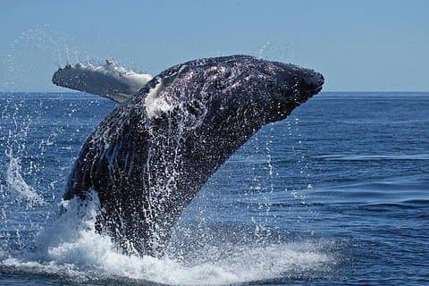 Beste Kaapstad Hermanus Whale Watching Tour met vervoer