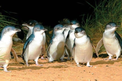 Phillip Island Penguin y vida silvestre Tour