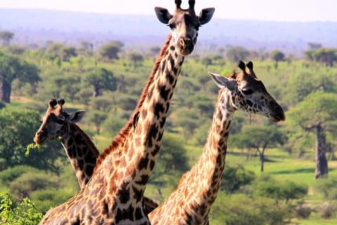 Arusha National Park Day Tour