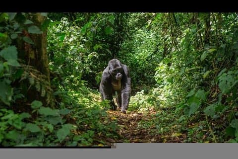 2 Days Murchison falls safari