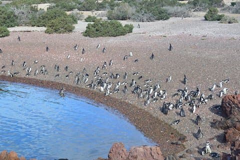 Punta Tombo Tour, la experiencia del pingüino