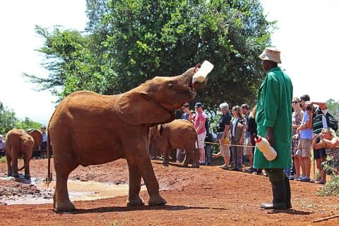 David Sheldrick Elephant Orphanage Half-Day Tour from Nairobi