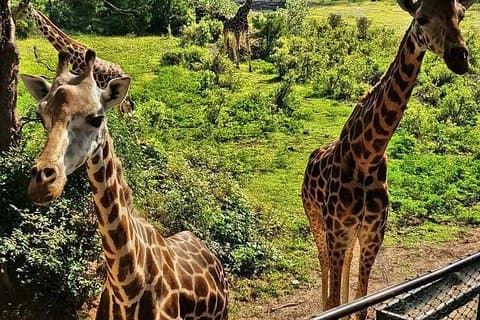 Haller Park Halvdagstur fra Mombasa