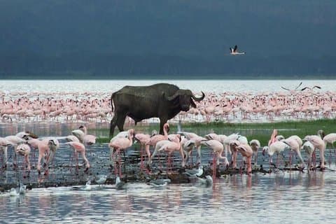 Excursão guiada de dia inteiro ao Lago Nakuru National Park saindo de Nairobi