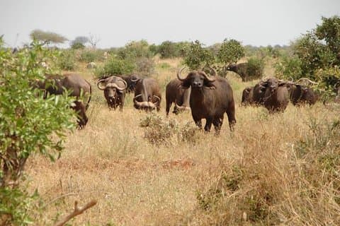 1 dags Tsavo East Safari: