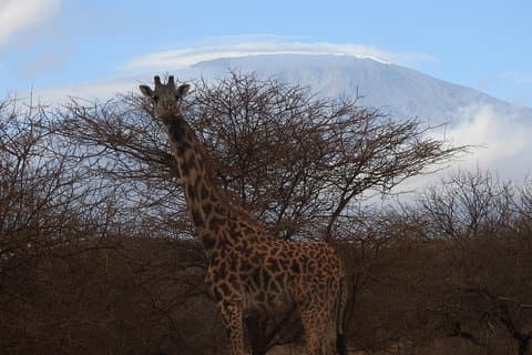2 dage Amboseli Safari