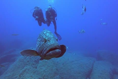 Buceo en La Maddalena & Lavezzi Park para buceadores certificados.