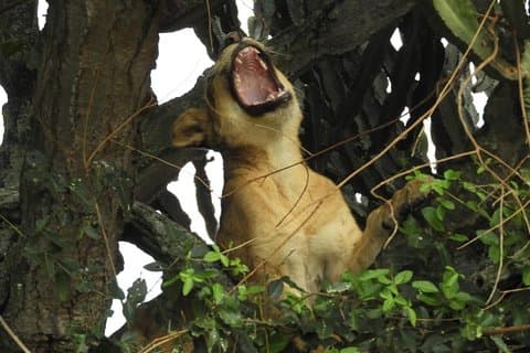 7 Nights of Rwanda & Tanzania; Mountain Gorillas & Wildebeest Migration