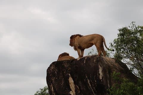 3 Nächte Queen Elizabeth National Park Retreat