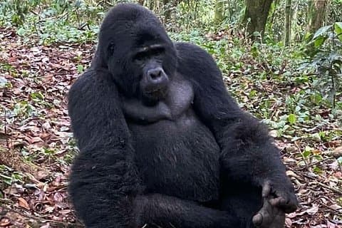 1 dages Gorilla Trekking Uganda